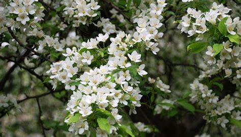 white blossom trees identification.